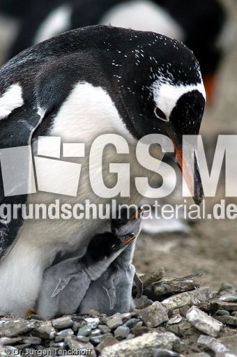 Eselspinguin (73 von 97).jpg